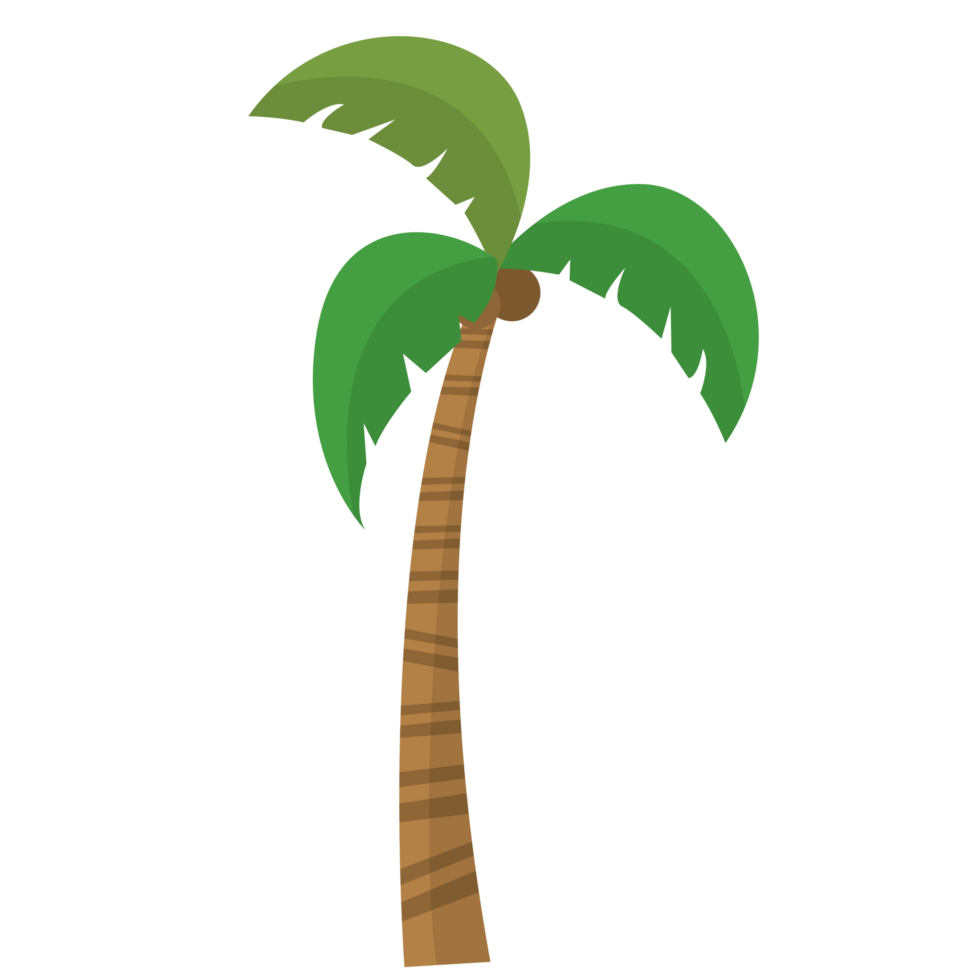 Coconut Tree PNG Illustrations