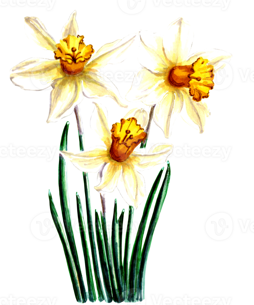 Drawing of white narcissus flowers. png