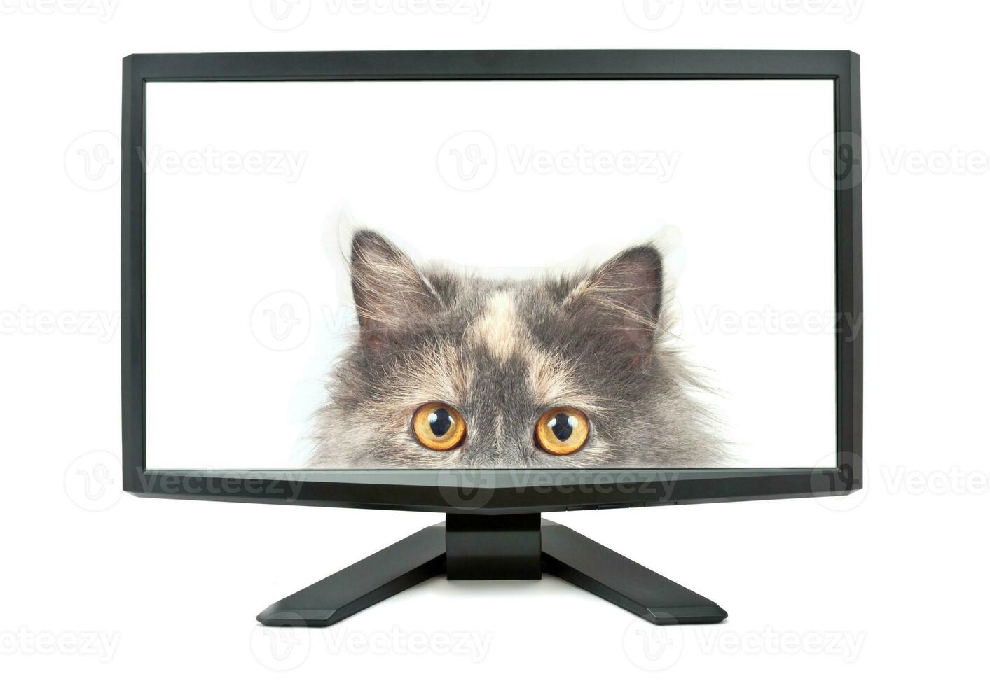 monitor and cat photo