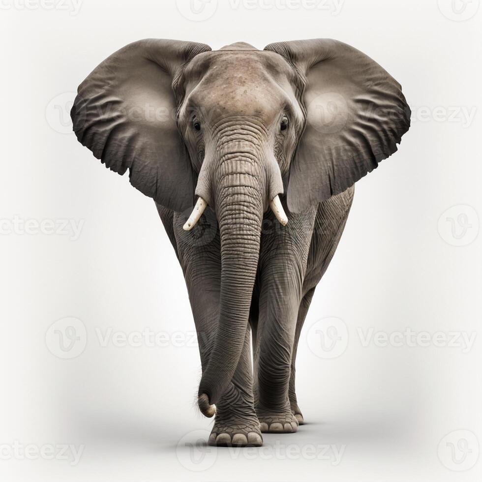 Elephant on white background, created with photo