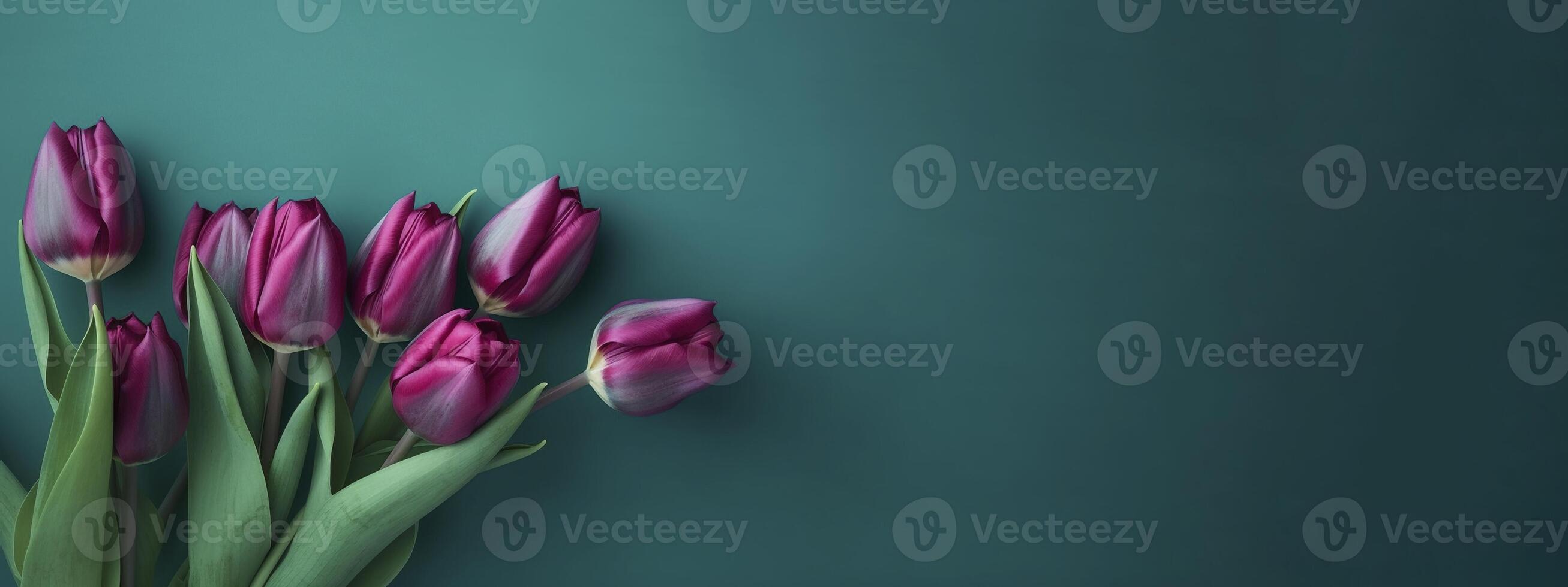 Magenta tulips on teal background, created with photo