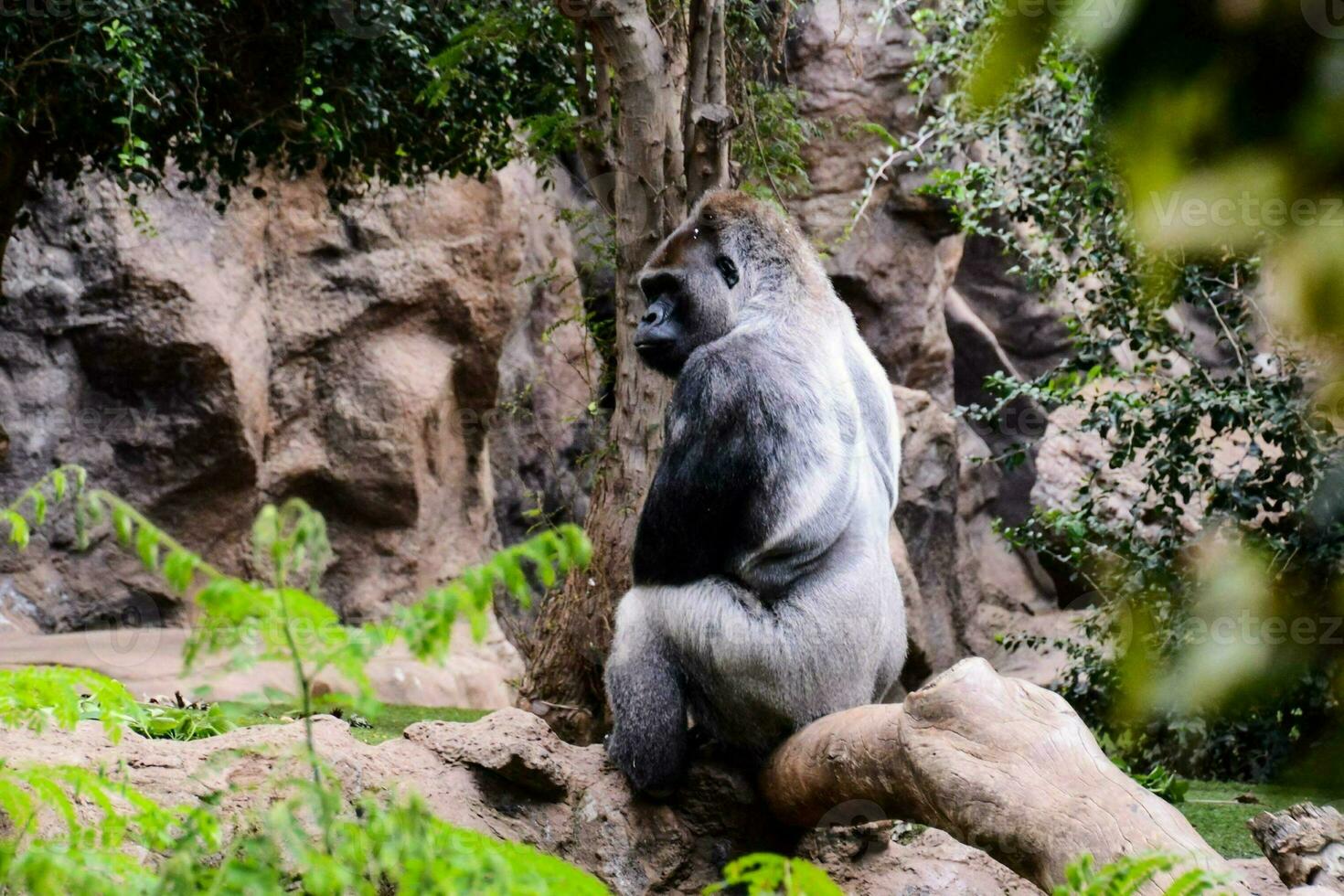 Strong Adult Black Gorilla photo