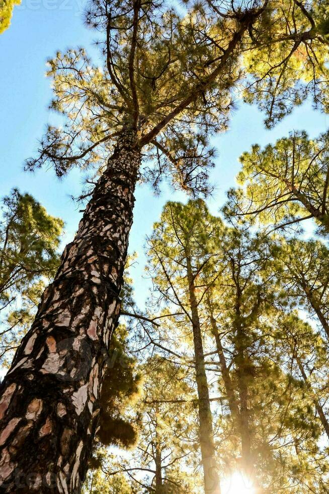 Trees in the forest photo