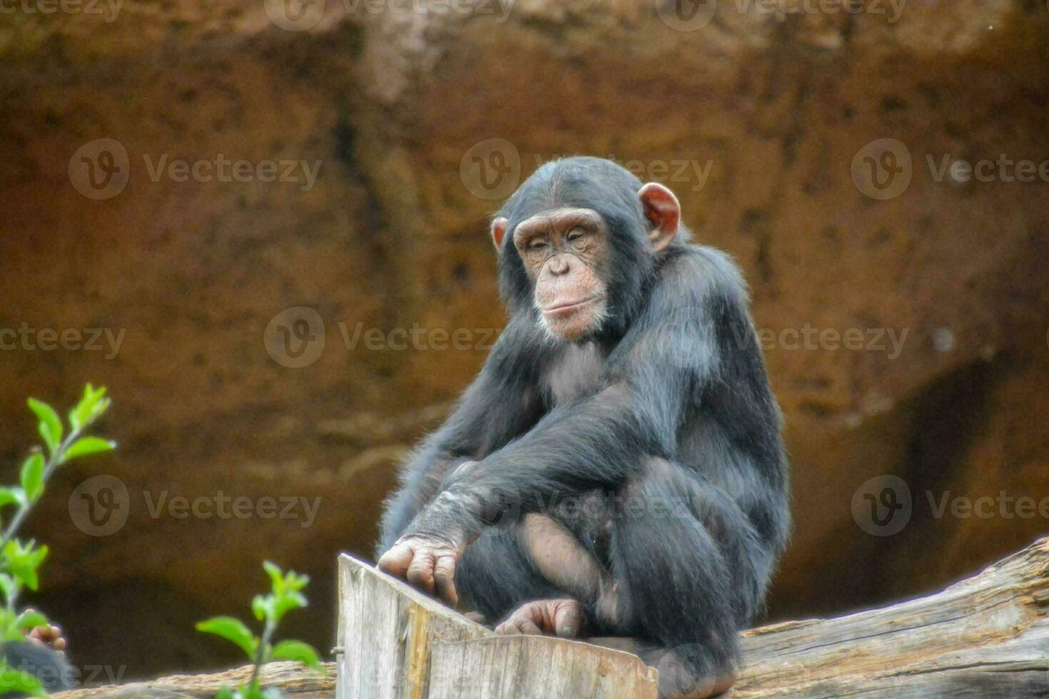 A monkey resting photo