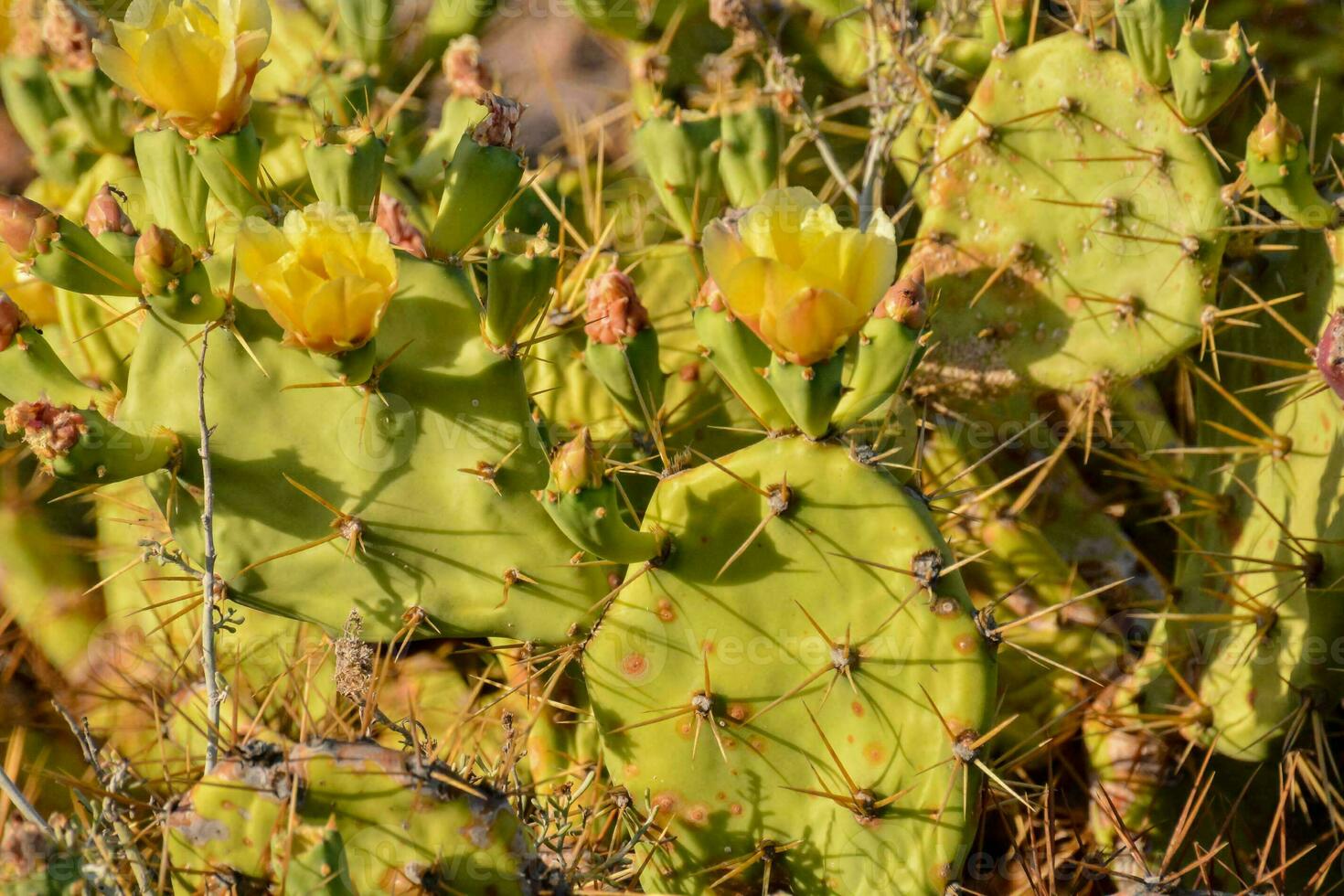 Background with cactus photo