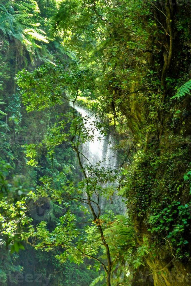 Trees in the forest photo