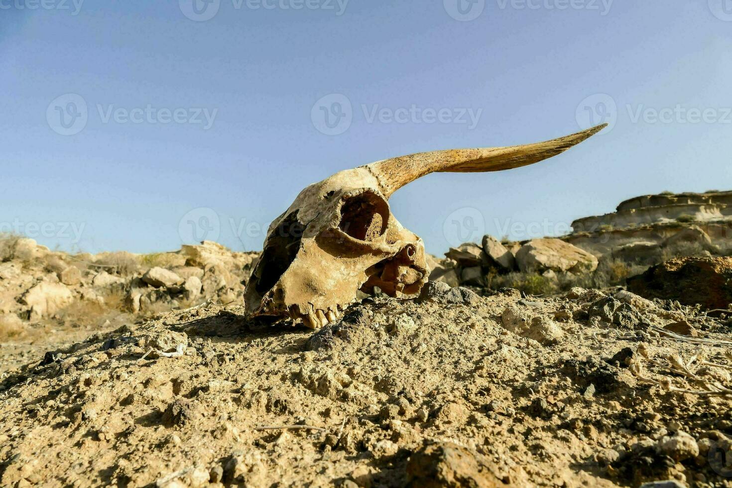A goat skull photo