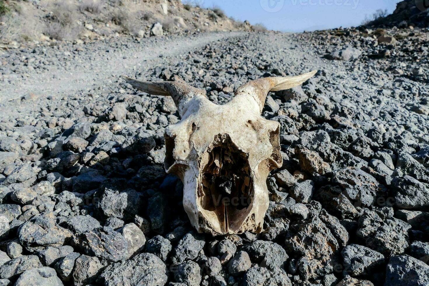 A goat skull photo