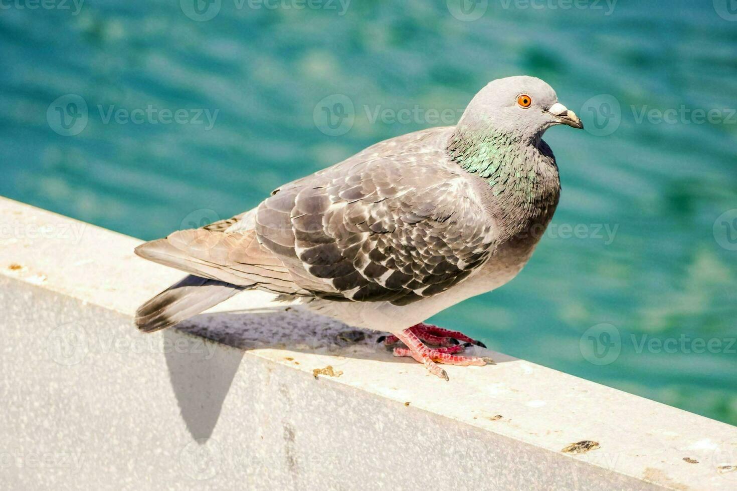 Close of a pigeon photo