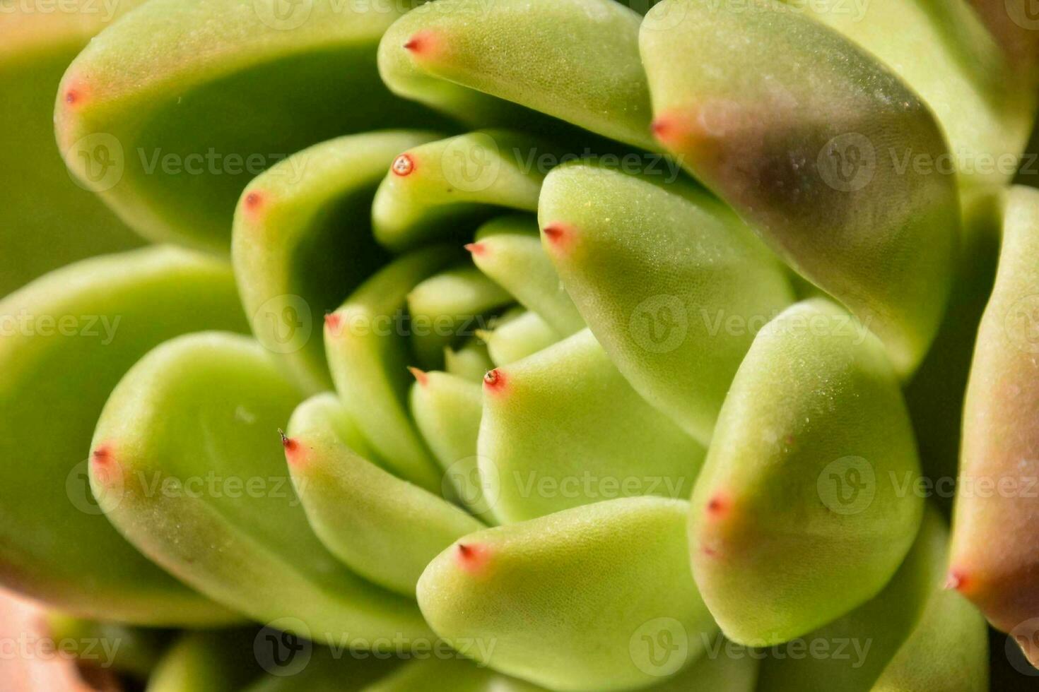 A plant background photo