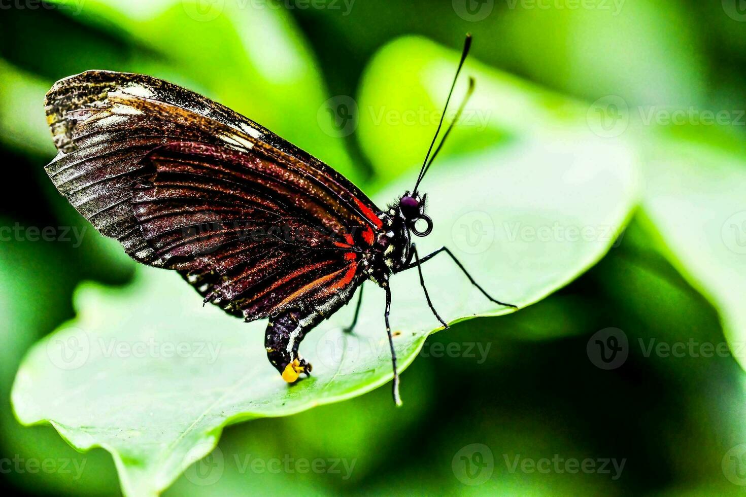 cerca de una mariposa foto