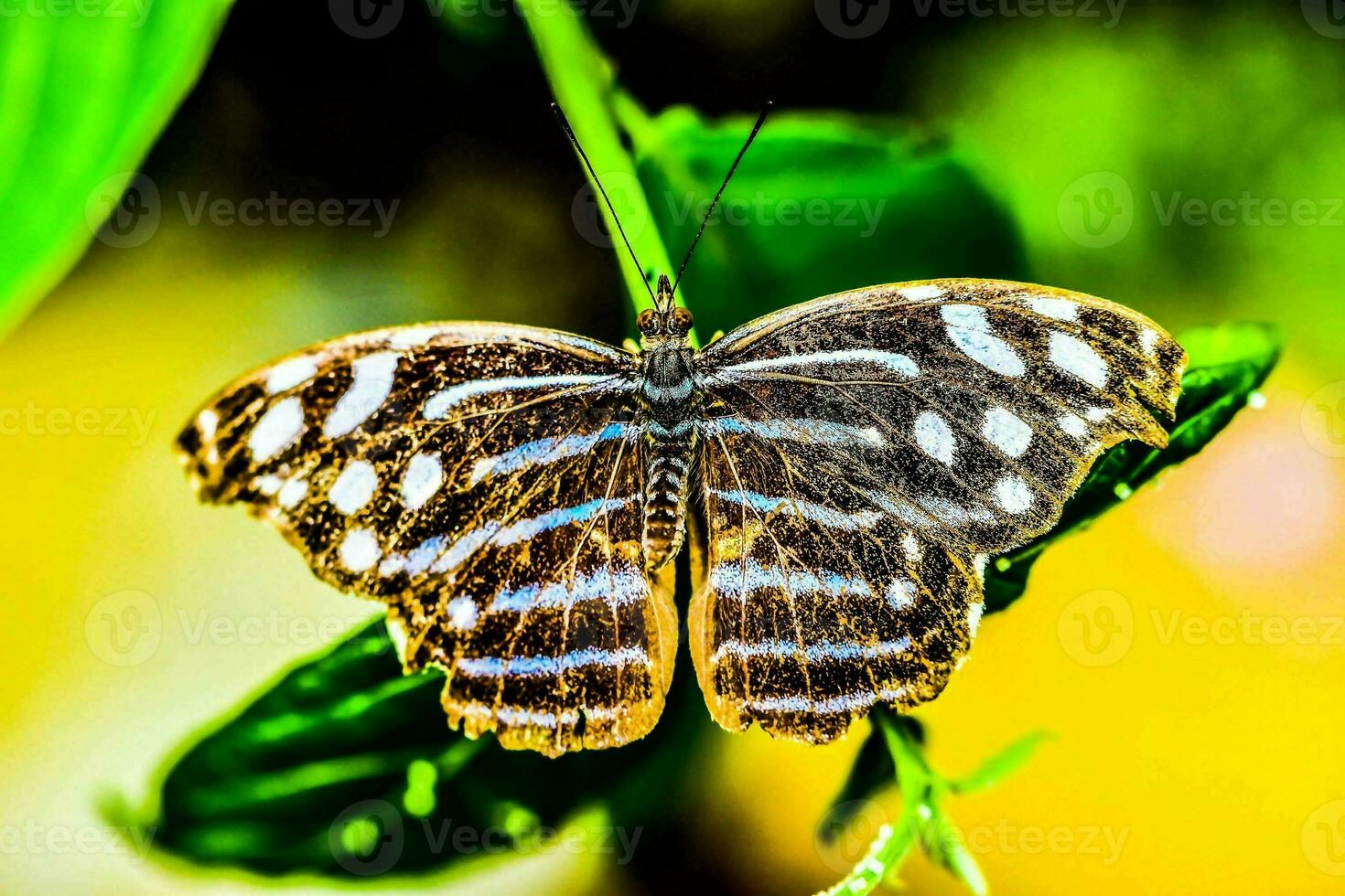 cerca de una mariposa foto