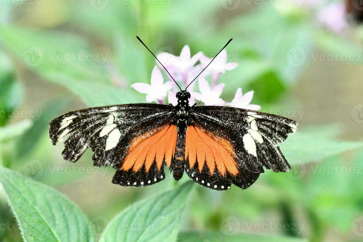 Close up of a butterfly photo
