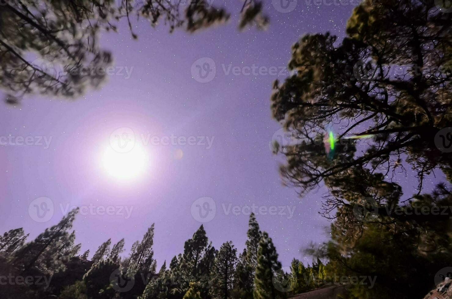 Trees in the forest photo