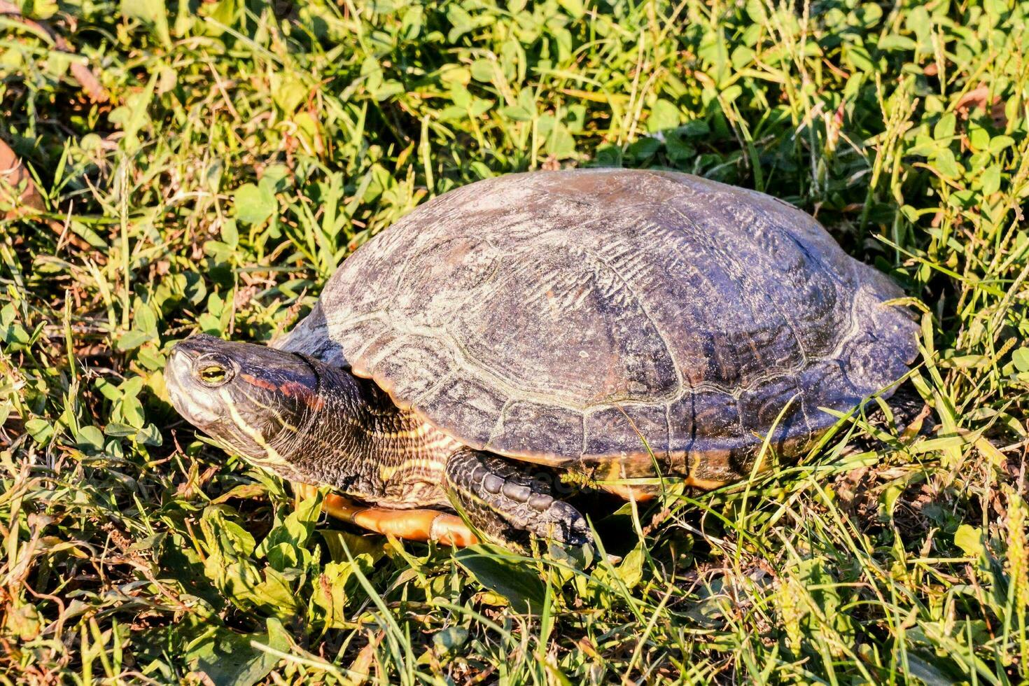 Background with a turtle photo