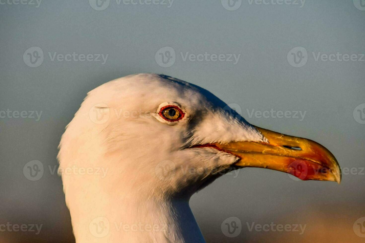 Background with a bird photo