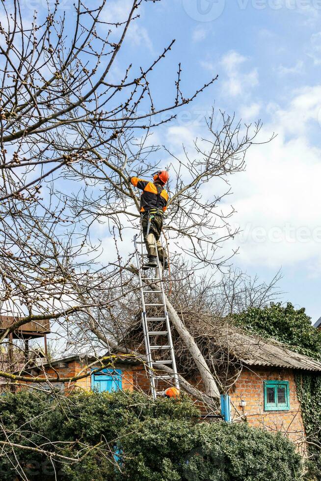 arborists cutting old walnut tree in country yard photo