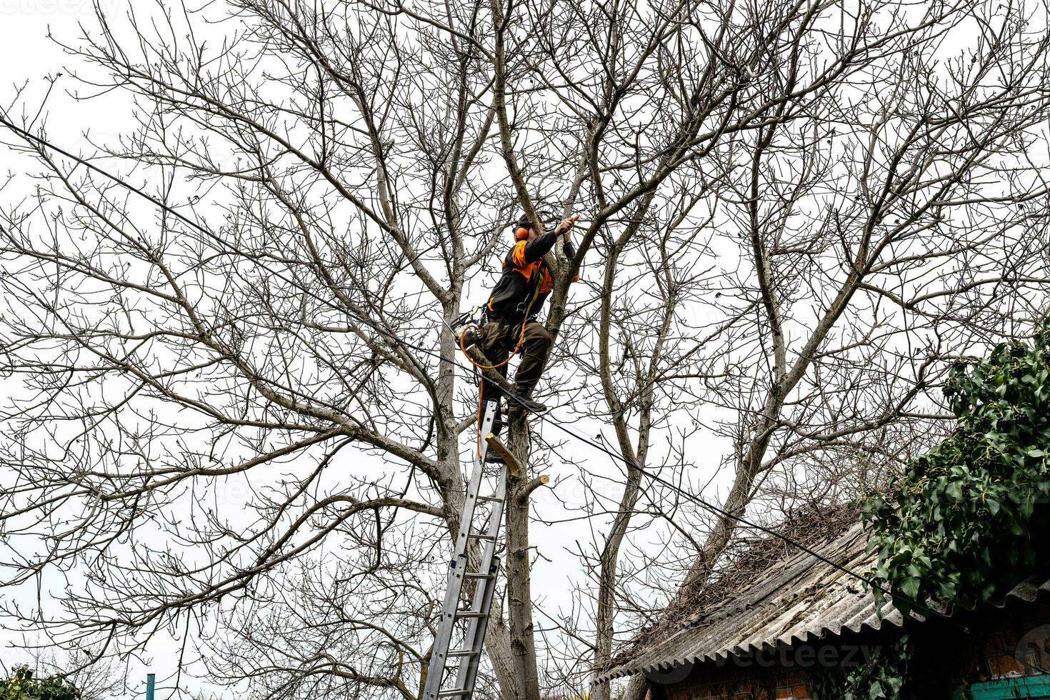 worker saws branches of tall tree in rural yard photo