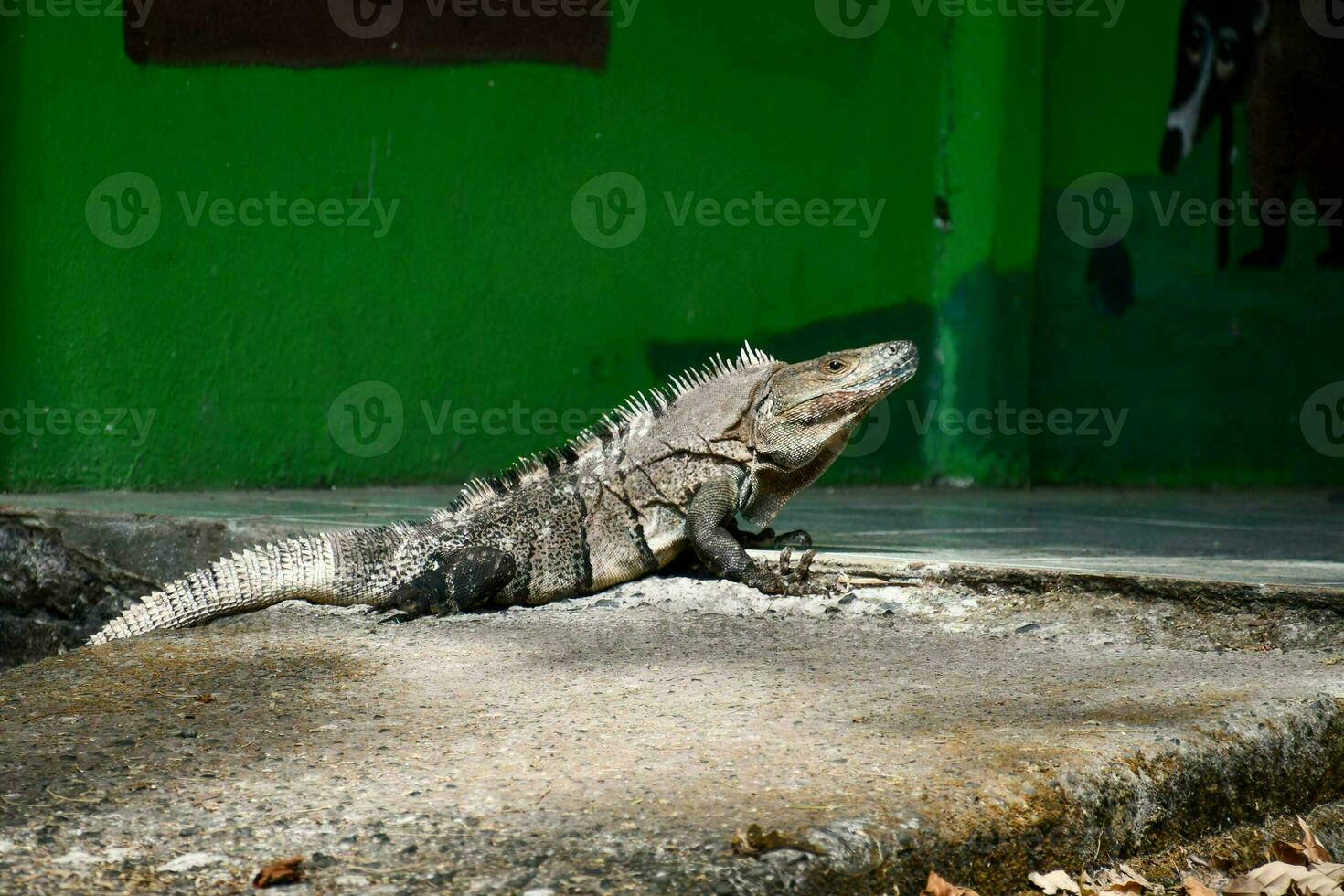 Close up of a reptile photo