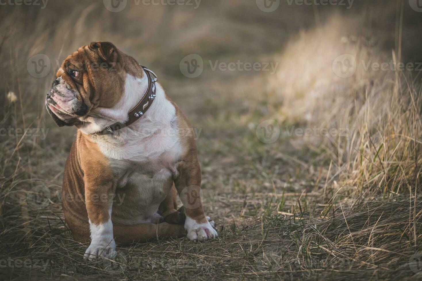 portrait english bulldog photo