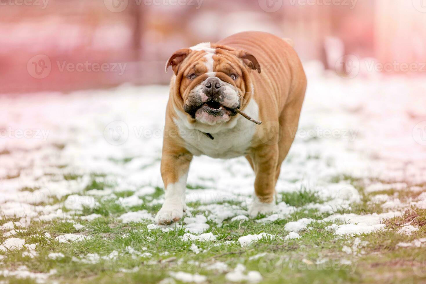 English bulldog portrait photo