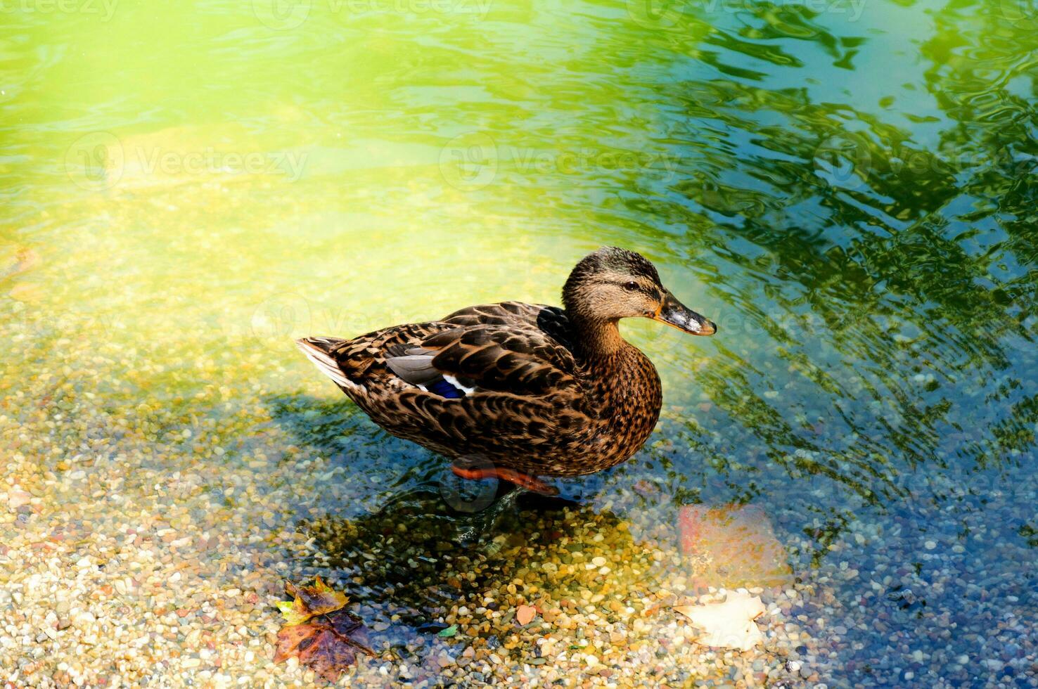 Domestic duck outdoor photo