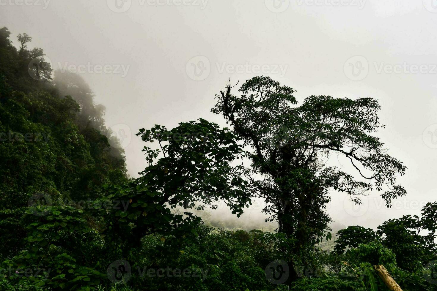 Trees in the forest photo