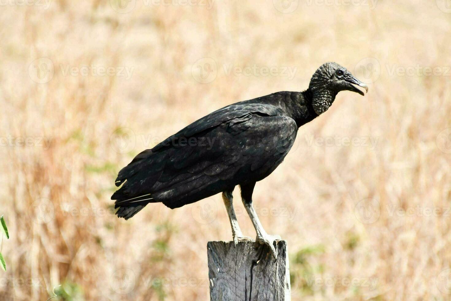 Bird in the wild photo