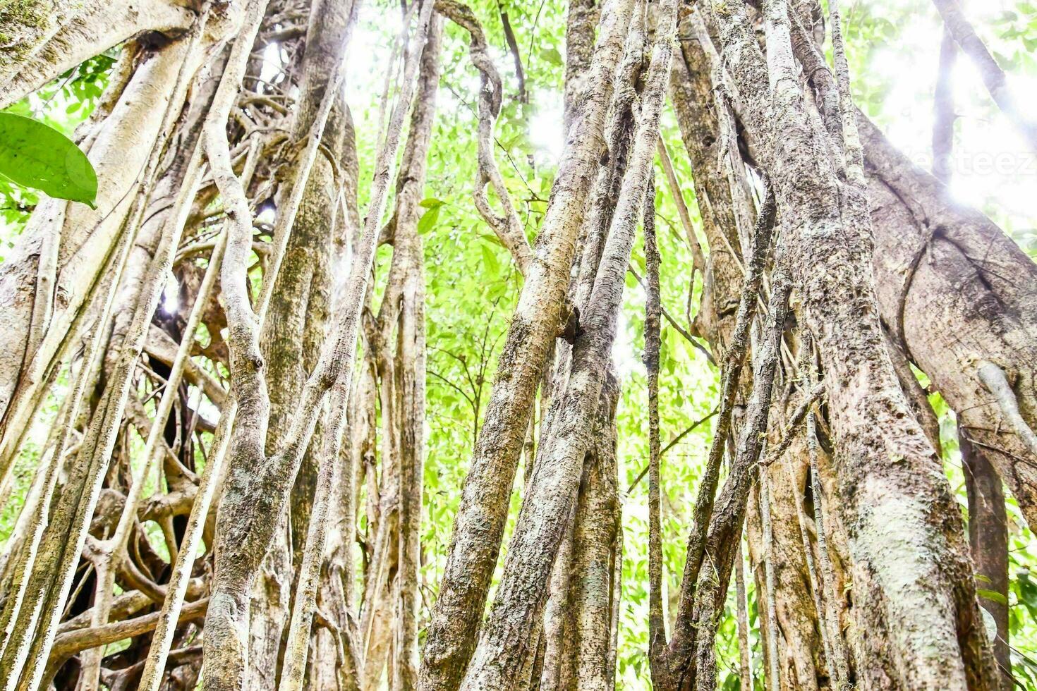 Trees in the forest photo