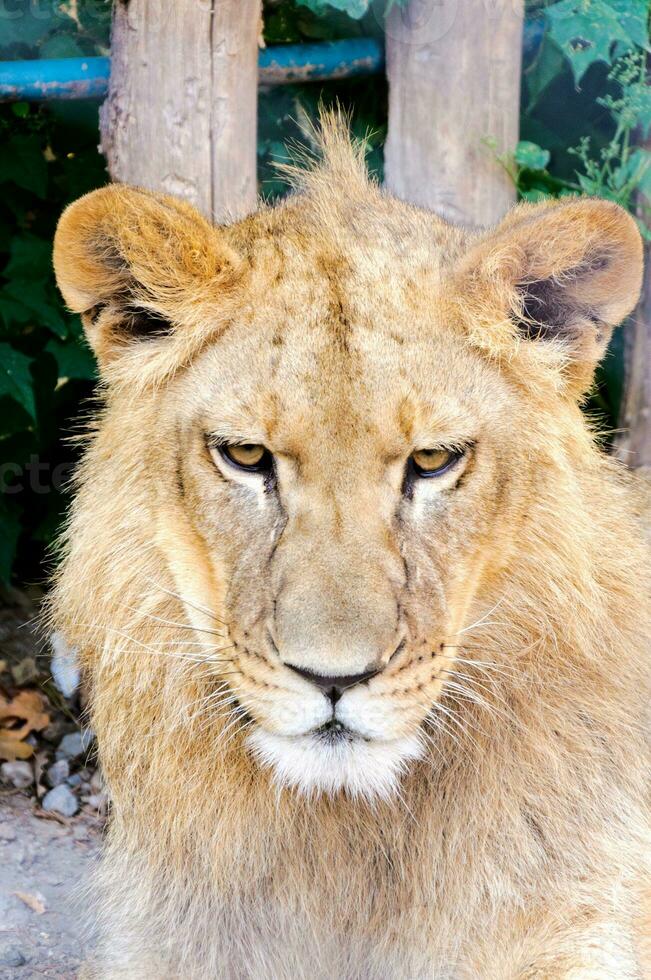 retrato de león macho foto