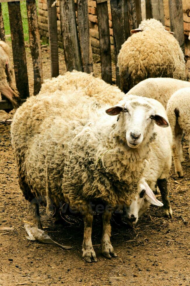 Wool sheeps on the farm photo