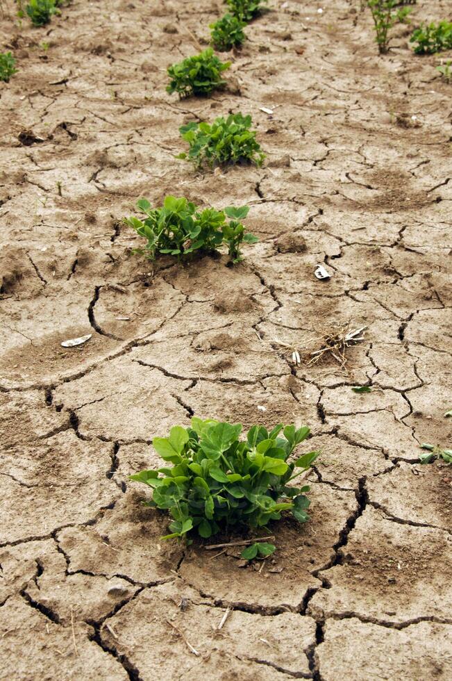 Drought plant concept photo