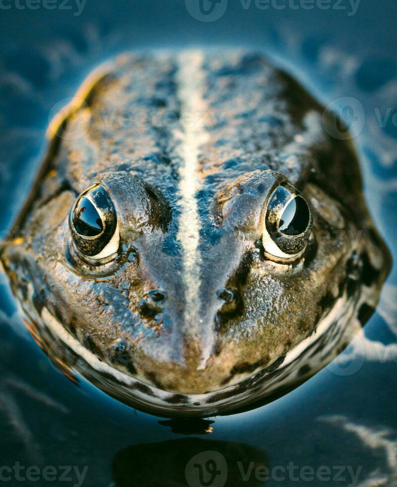 Frog head close up photo