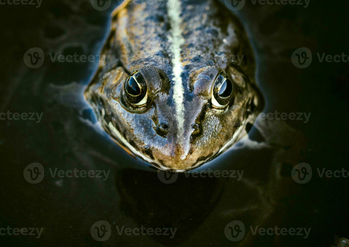Frog head close up photo