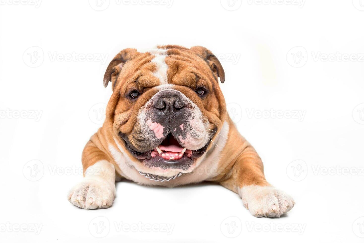 Portrait of English bulldog photo