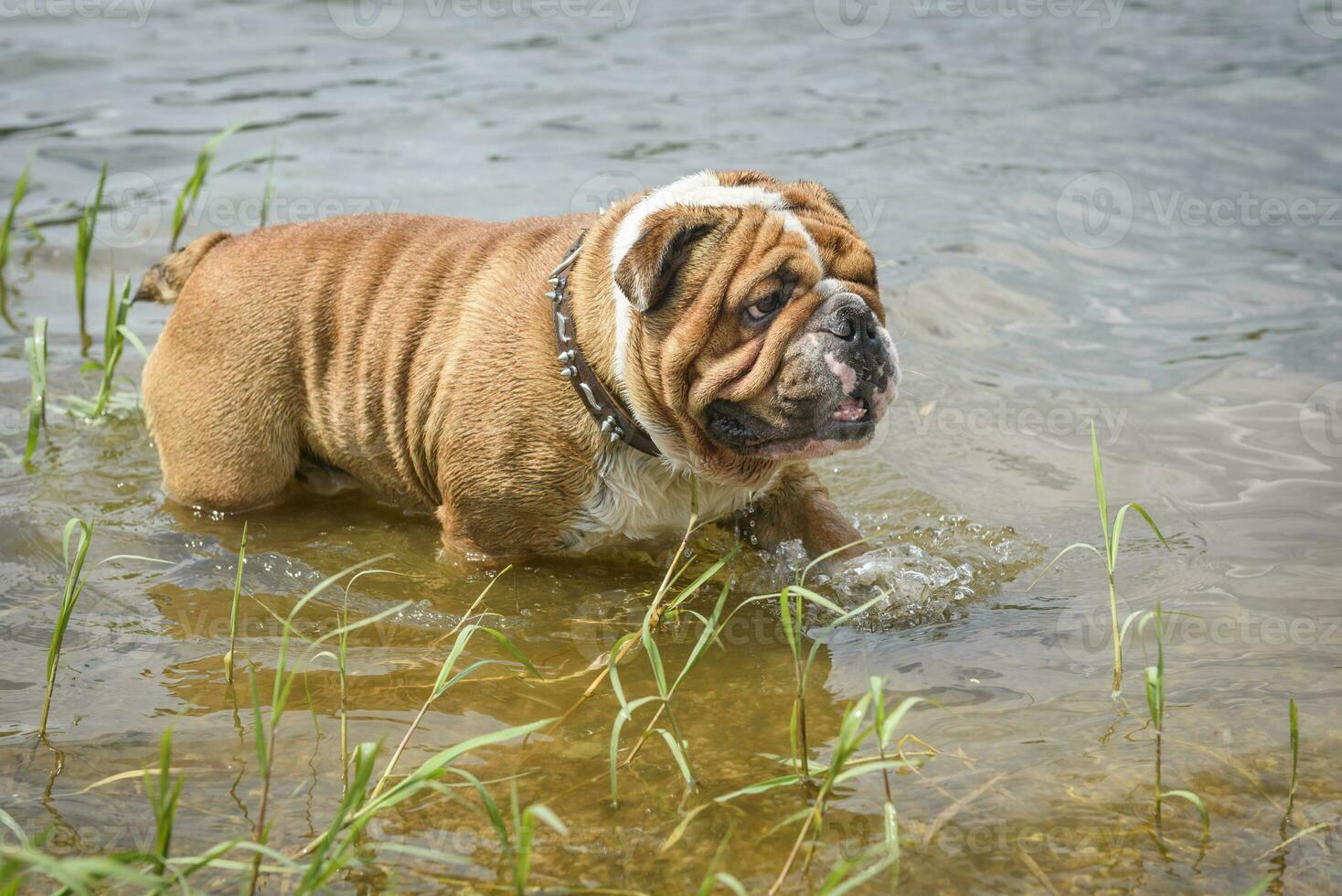 Portrait of English bulldog photo