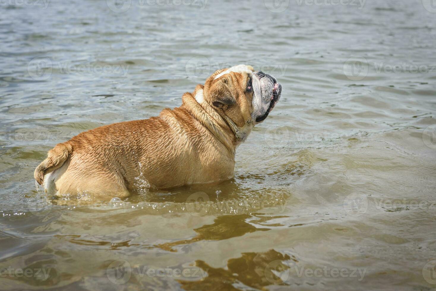 Portrait of English bulldog photo