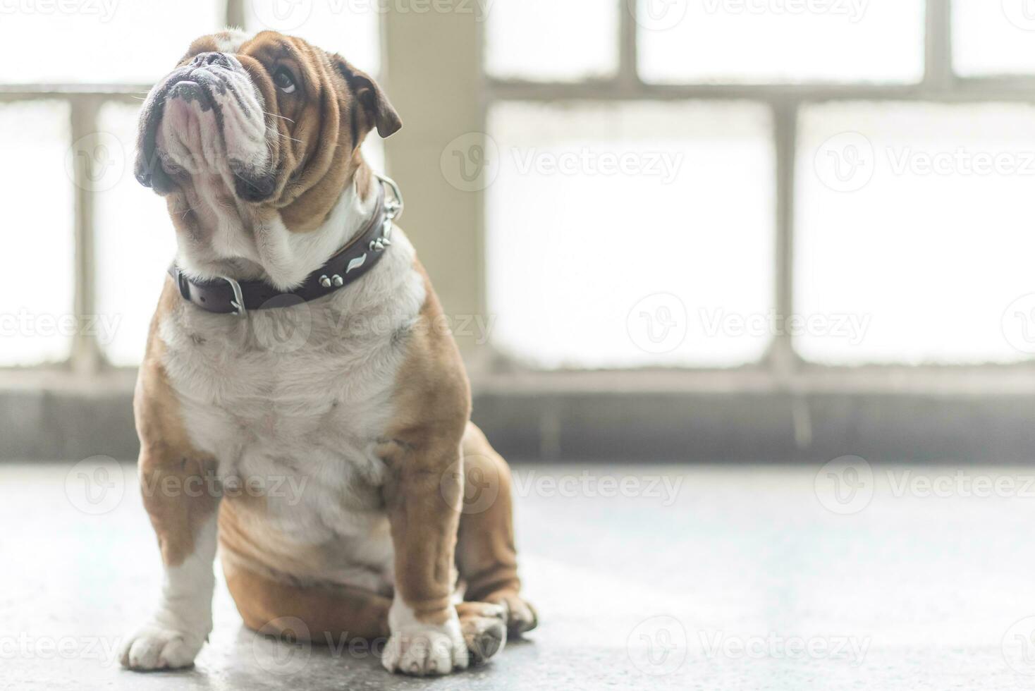 English bulldog portrait photo