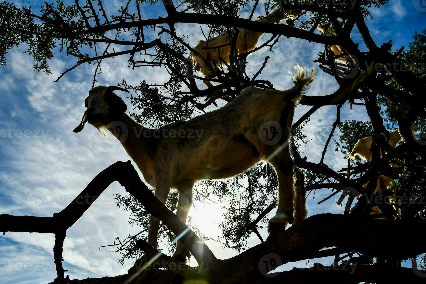 árbol alpinismo cabras foto