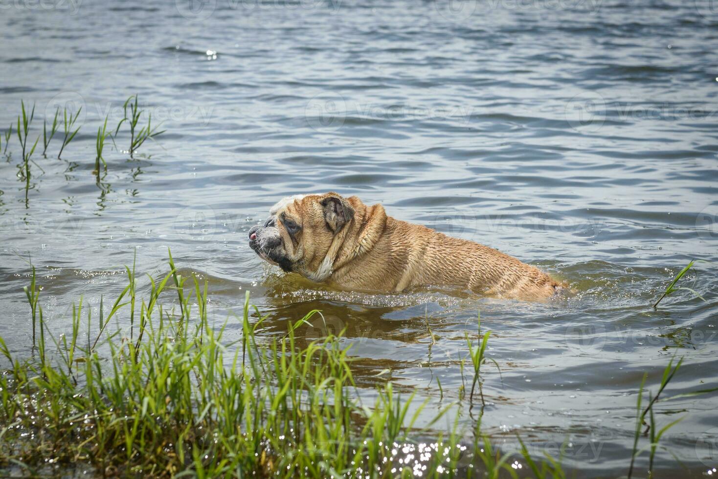 English bulldog swimming photo