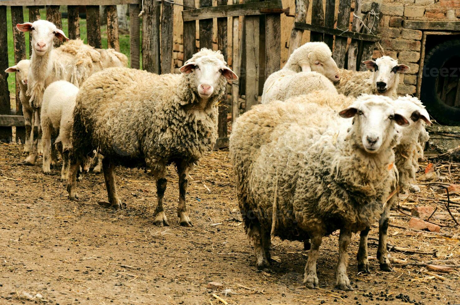 Many Sheeps in the farm photo