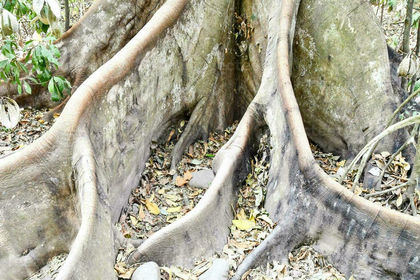 Trees in the forest photo