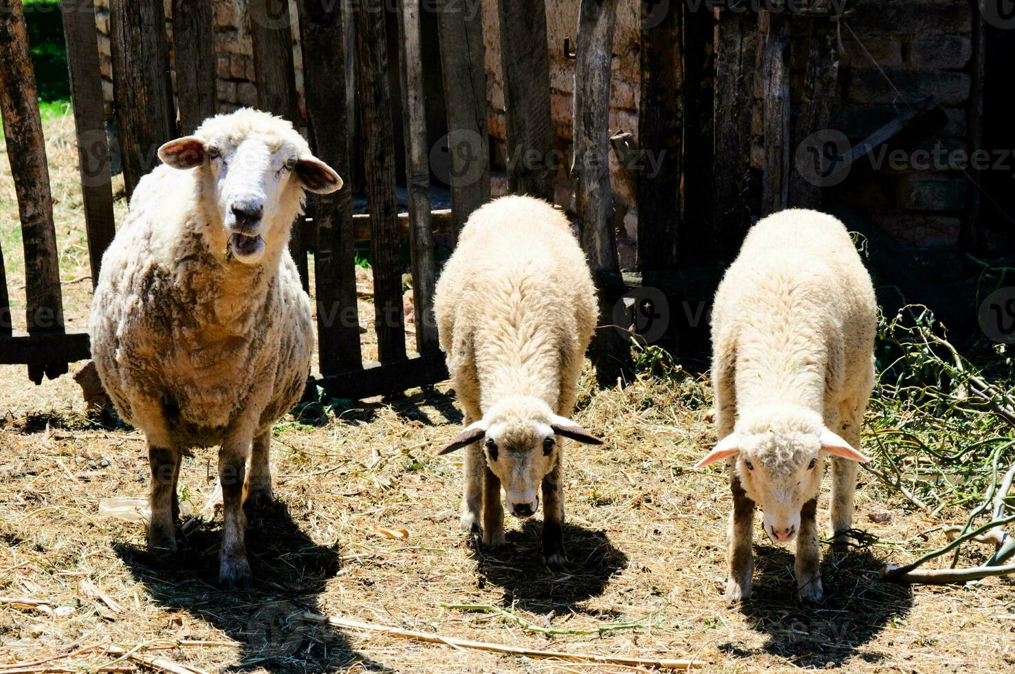 ovejas en el granja foto