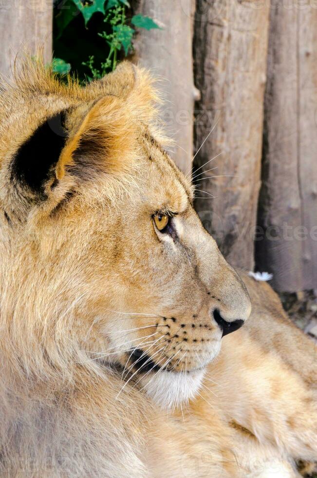 Lion profile in zoo photo