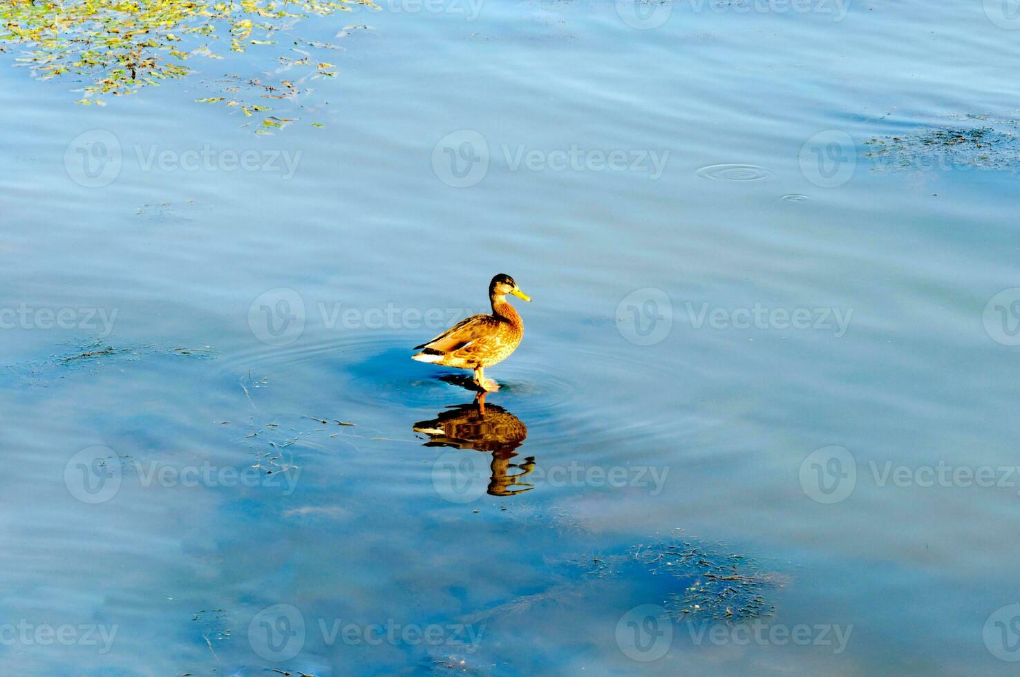 Duck reflection in water photo