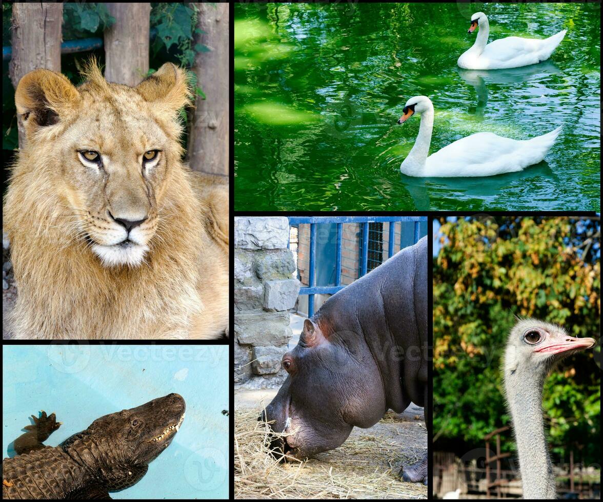 animal en zoo collage foto