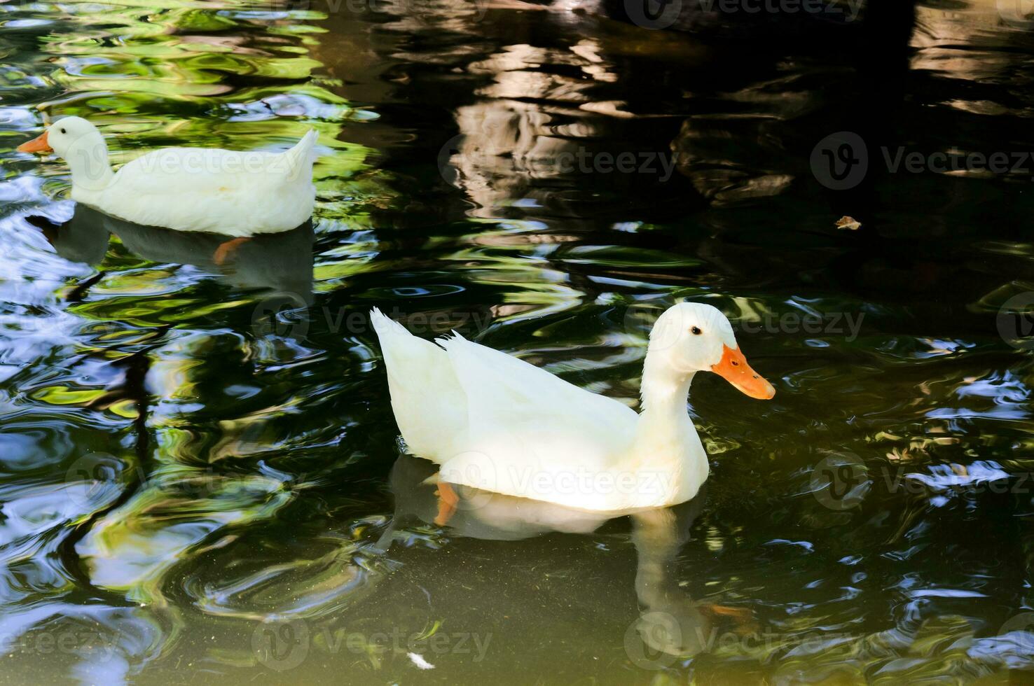 Ducks swimming in zoo photo