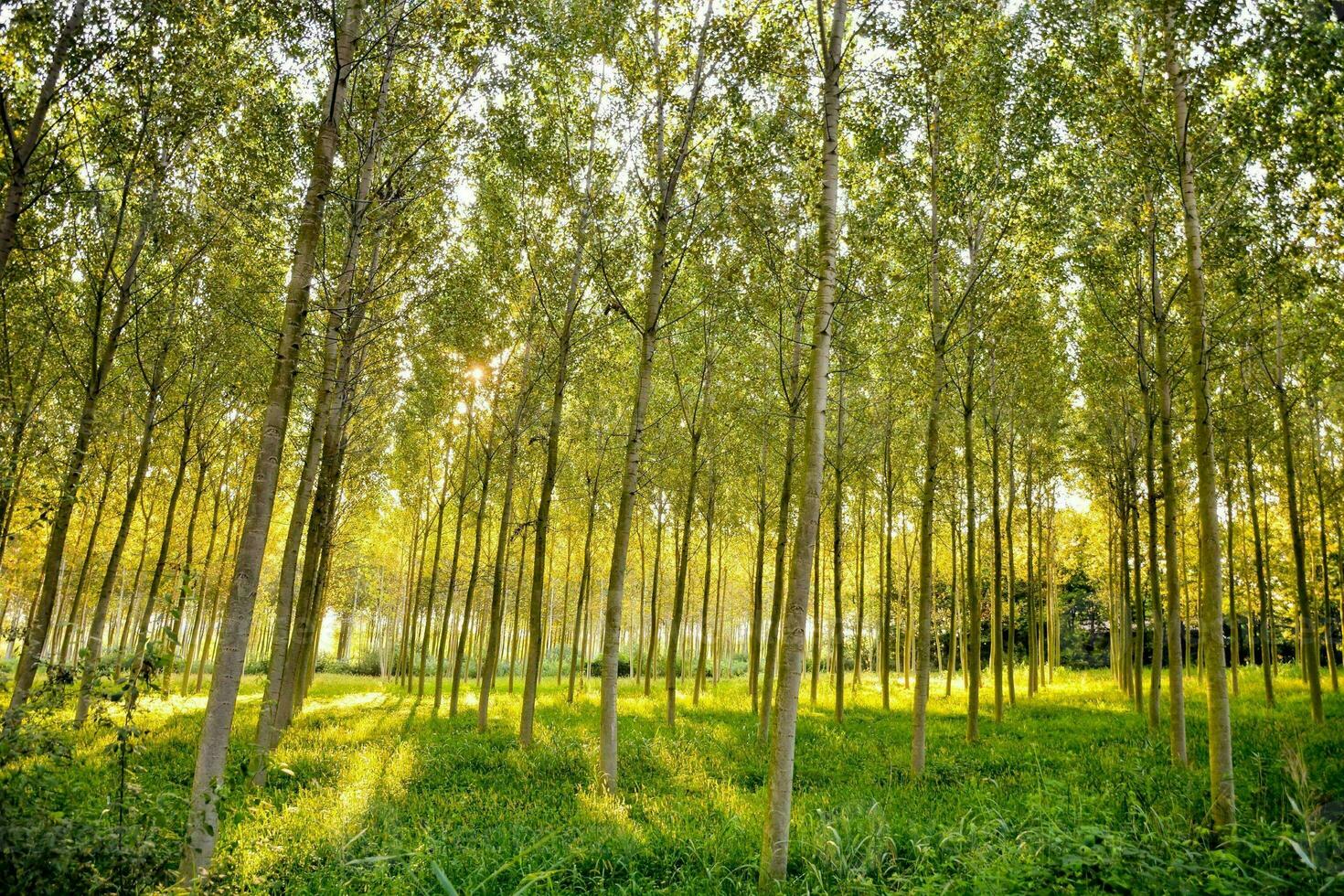 Trees in the forest photo