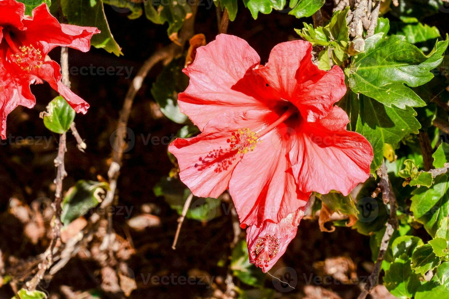 Background with flowers photo