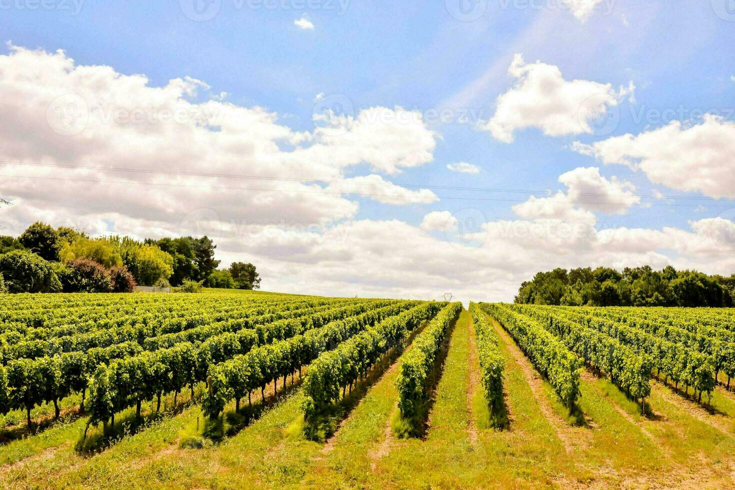 un viñedo paisaje foto